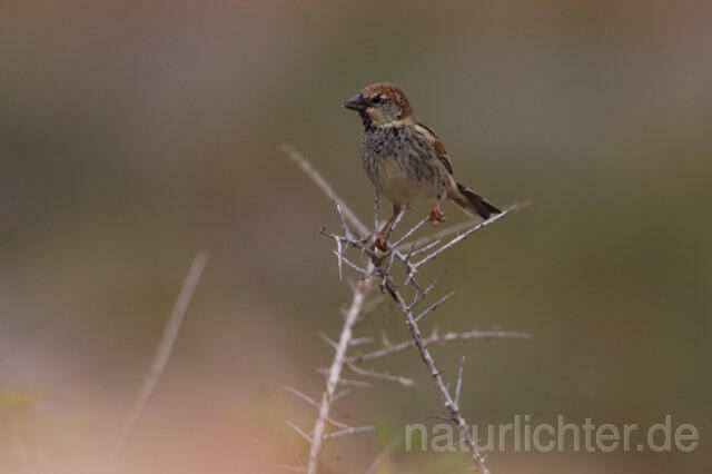 R11374 Weidensperling,Spanish Sparrow - Christoph Robiller