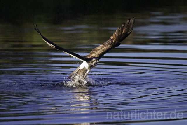 R11511 Fischadler bei der Jagd, Osprey hunting - Christoph Robiller