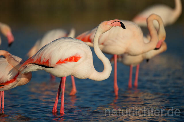 R11623 Rosaflamingo,  Greater Flamingo - Christoph Robiller