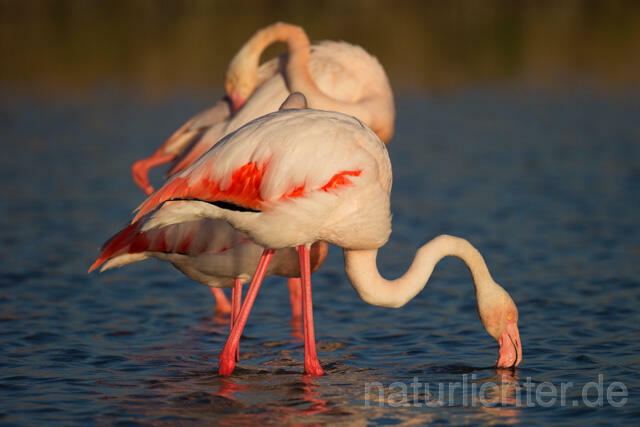R11624 Rosaflamingo,  Greater Flamingo - Christoph Robiller