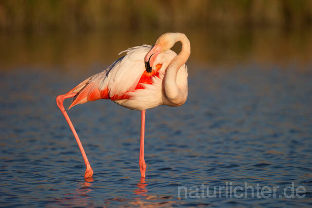 R11627 Rosaflamingo,  Greater Flamingo - Christoph Robiller