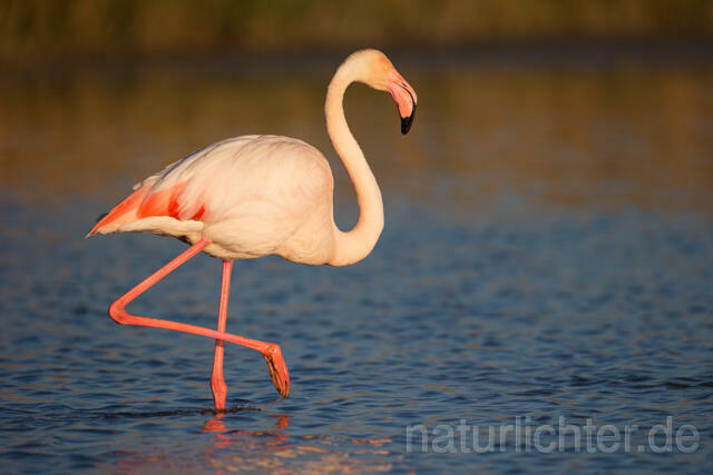 R11628 Rosaflamingo,  Greater Flamingo - Christoph Robiller