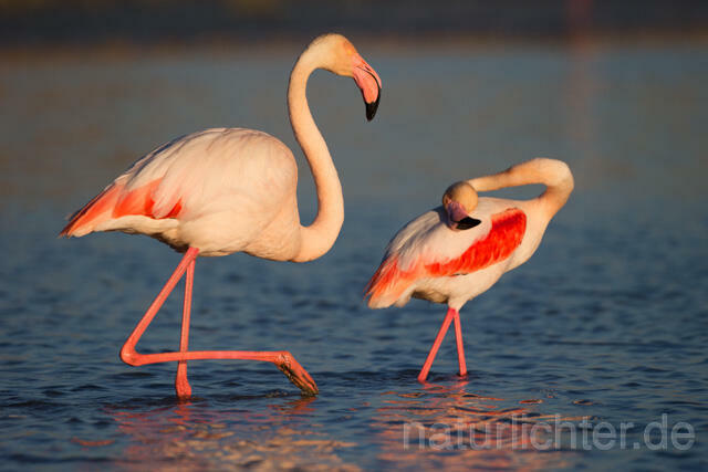 R11629 Rosaflamingo,  Greater Flamingo - Christoph Robiller