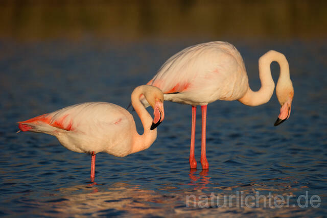 R11630 Rosaflamingo,  Greater Flamingo - Christoph Robiller