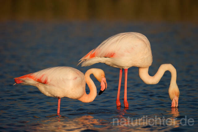 R11631 Rosaflamingo,  Greater Flamingo - Christoph Robiller