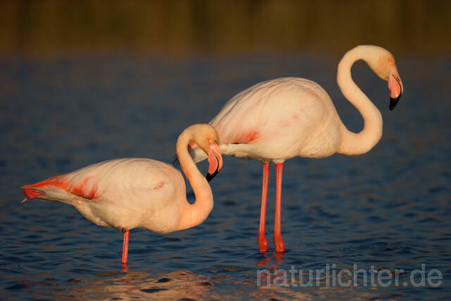 R11632 Rosaflamingo,  Greater Flamingo - Christoph Robiller