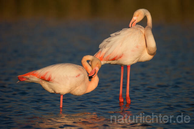 R11633 Rosaflamingo,  Greater Flamingo - Christoph Robiller