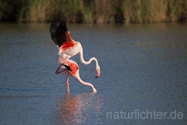 R11650 Rosaflamingo Kopulation, Greater Flamingo mating - Christoph Robiller