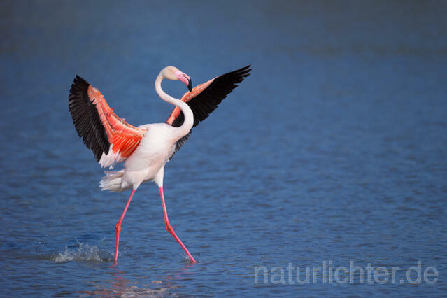 R11655 Rosaflamingo Anflug,  Greater Flamingo flying - Christoph Robiller