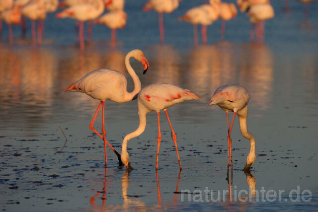 R11666 Rosaflamingo, Greater Flamingo - Christoph Robiller