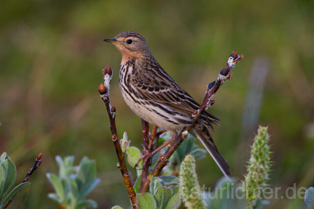 R12111 Rotkehlpieper, Red-throated Pipit - Christoph Robiller