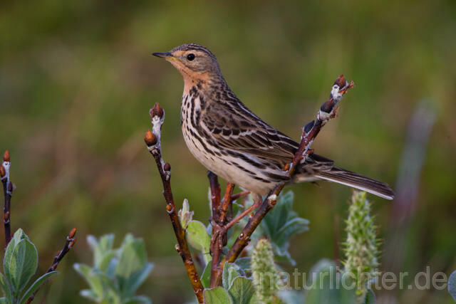 R12113 Rotkehlpieper, Red-throated Pipit - Christoph Robiller