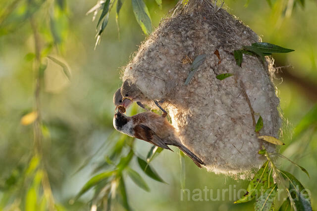R12718 Beutelmeise am Nest, European Penduline Tit at nest - Christoph Robiller