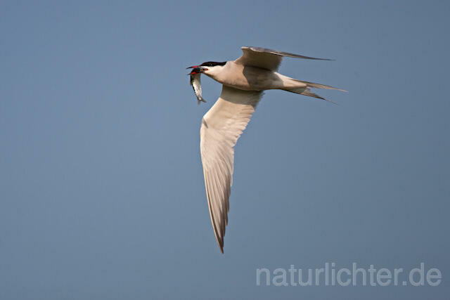 R6190 Fluss-Seeschwalbe im Flug, Common Tern flying with fish - Christoph Robiller