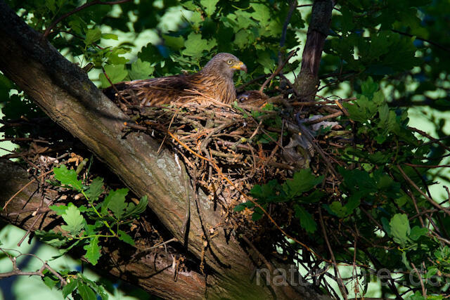 R6562 Rotmilan am Nest, Red Kite at the nest - Christoph Robiller