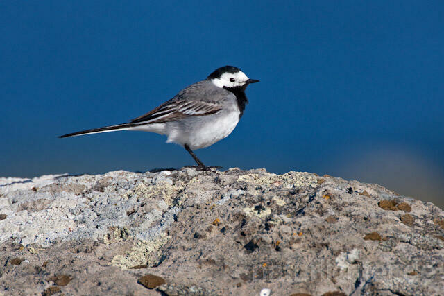 R6971 Bachstelze, White Wagtail - Christoph Robiller