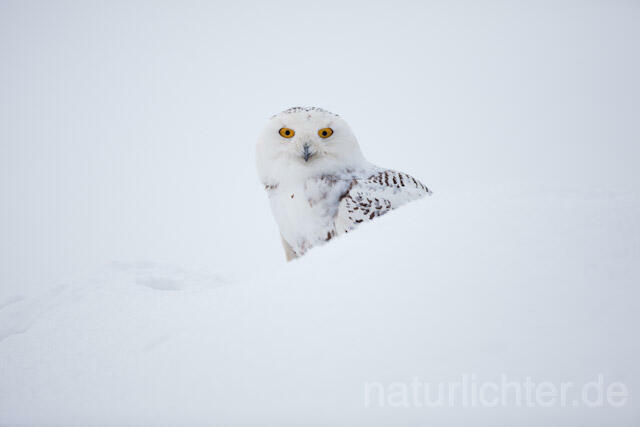 R7550 Schnee-Eule, Snowy Owl - Christoph Robiller