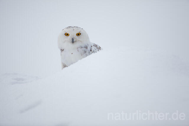 R7553 Schnee-Eule, Snowy Owl - Christoph Robiller