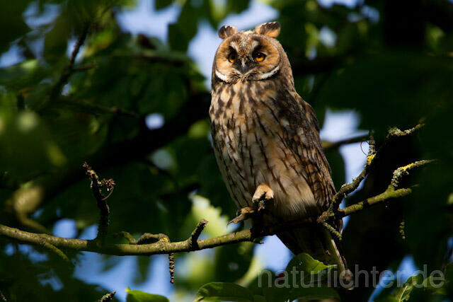 R7772 Waldohreule, Long-eared Owl - Christoph Robiller