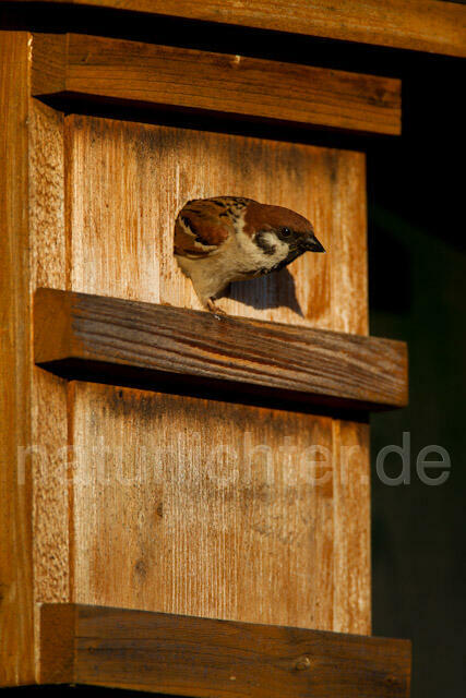 R8544 Feldsperling am Nistkasten, Tree Sparrow at Nestbox - Christoph Robiller