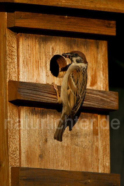 R8550 Feldsperling am Nistkasten, Tree Sparrow at Nestbox - Christoph Robiller