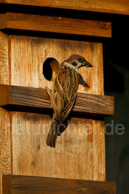 R8551 Feldsperling am Nistkasten, Tree Sparrow at Nestbox - Christoph Robiller