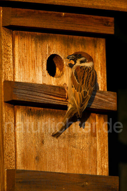 R8552 Feldsperling am Nistkasten, Tree Sparrow at Nestbox - Christoph Robiller