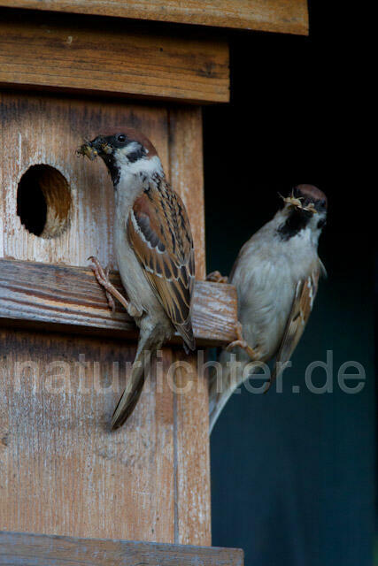 R8553 Feldsperling am Nistkasten, Tree Sparrow at Nestbox - Christoph Robiller