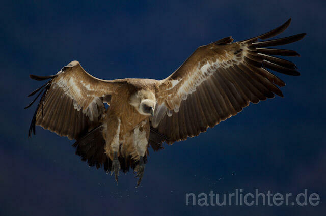 R8571 Gänsegeier im Flug, Griffon Vulture flying - Christoph Robiller