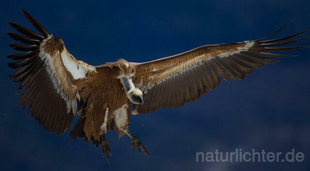 R8572 Gänsegeier im Flug, Griffon Vulture flying - Christoph Robiller