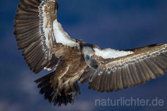R8574 Gänsegeier im Flug, Griffon Vulture flying - Christoph Robiller