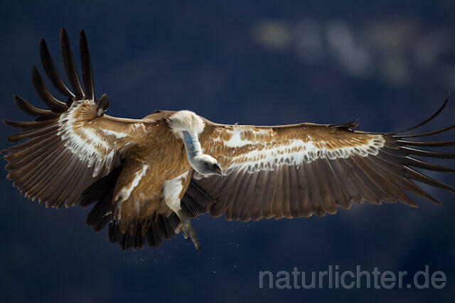 R8575 Gänsegeier im Flug, Griffon Vulture flying - Christoph Robiller