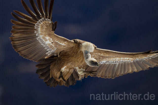 R8577 Gänsegeier im Flug, Griffon Vulture flying - Christoph Robiller