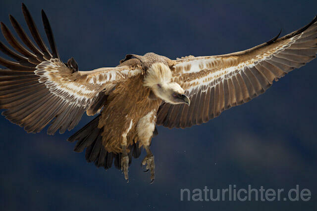 R8578 Gänsegeier im Flug, Griffon Vulture flying - Christoph Robiller