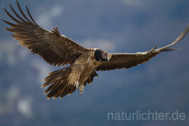 R8850 Immatuer Bartgeier im Flug, Lammergeier, Bearded Vulture flying - Christoph Robiller