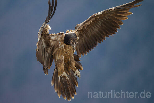 R8851 Immatuer Bartgeier im Flug, Lammergeier, Bearded Vulture flying - Christoph Robiller