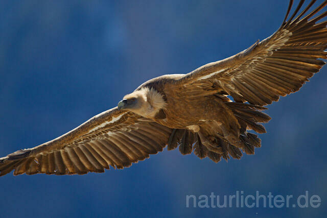R9089 Gänsegeier im Flug, Griffon Vulture flying - Christoph Robiller