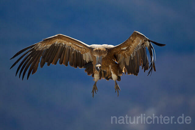 R9093 Gänsegeier im Flug, Griffon Vulture flying - Christoph Robiller