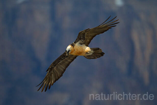 R9111 Bartgeier im Flug, Lammergeier, Bearded Vulture flying - Christoph Robiller