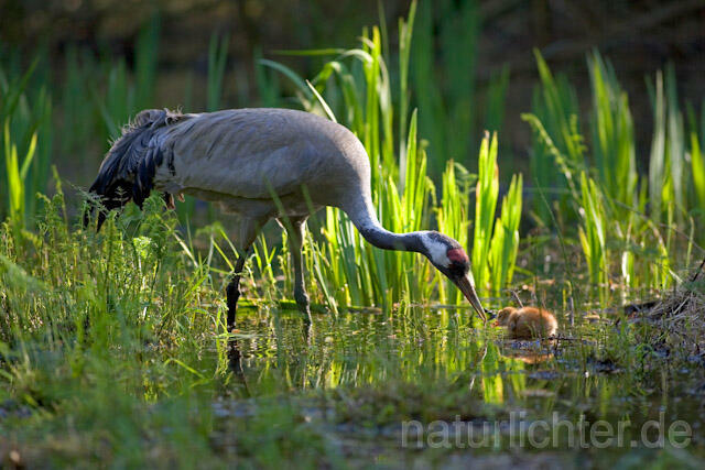 R9732 Kranich, Altvogel und Jungvogel am Nest,  Common Crane nestling - Christoph Robiller