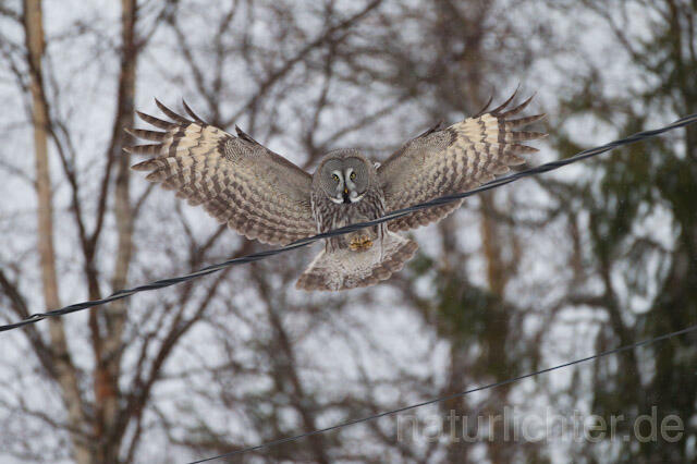 R9844 Bartkauz im Flug, Great Grey Owl flying - Christoph Robiller