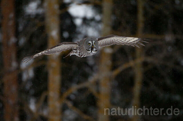 R9847 Bartkauz im Flug, Great Grey Owl flying - Christoph Robiller