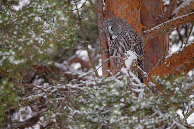 R9851 Bartkauz im Winter, Great Grey Owl - Christoph Robiller