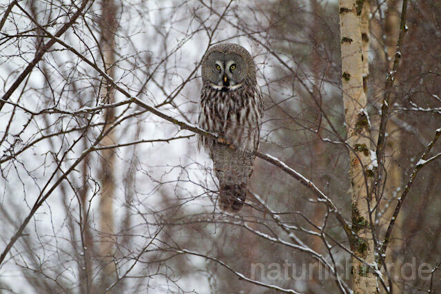 R9856 Bartkauz im Winter, Great Grey Owl - Christoph Robiller