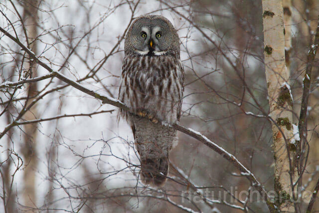 R9859 Bartkauz im Winter, Great Grey Owl - Christoph Robiller