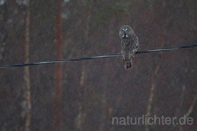 R9860 Bartkauz im Winter, Great Grey Owl - Christoph Robiller