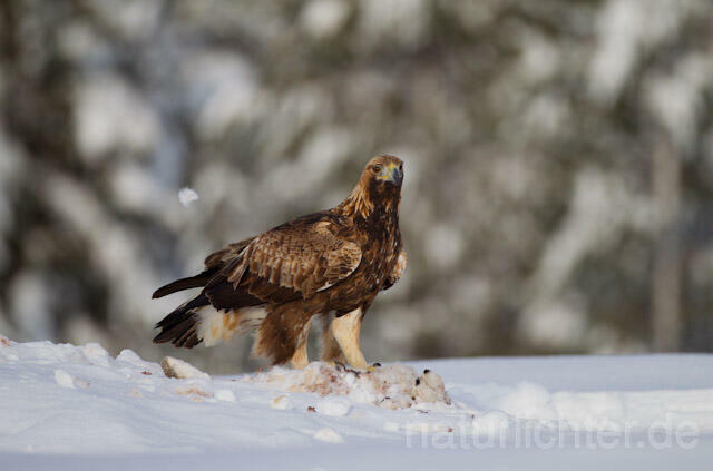 R9909 Steinadler mit Beute, Golden Eagle with prey - Christoph Robiller