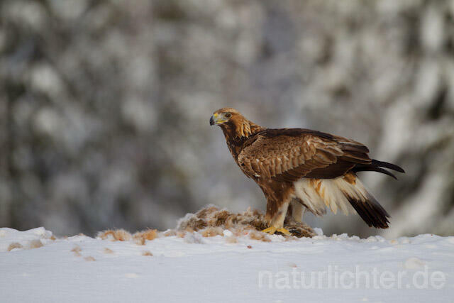 R9911 Steinadler mit Beute, Golden Eagle with prey - Christoph Robiller