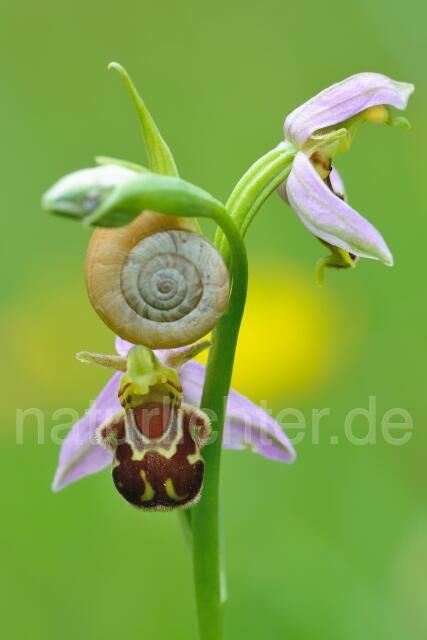 W12057 Bienen-Ragwurz,Ophrys apifera - Peter Wächtershäuser