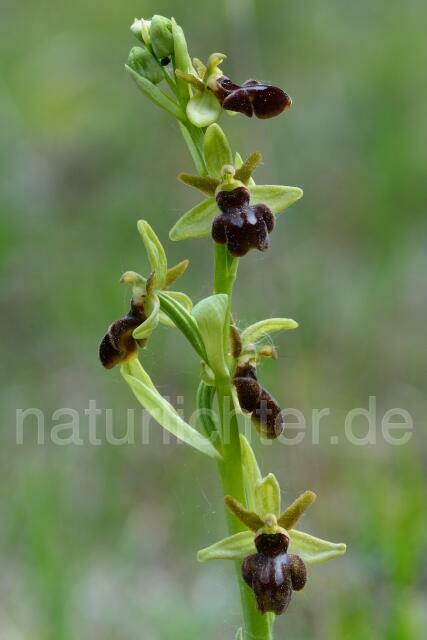 W12225 Spinnen-Ragwurz,Ophrys sphegodes - Peter Wächtershäuser